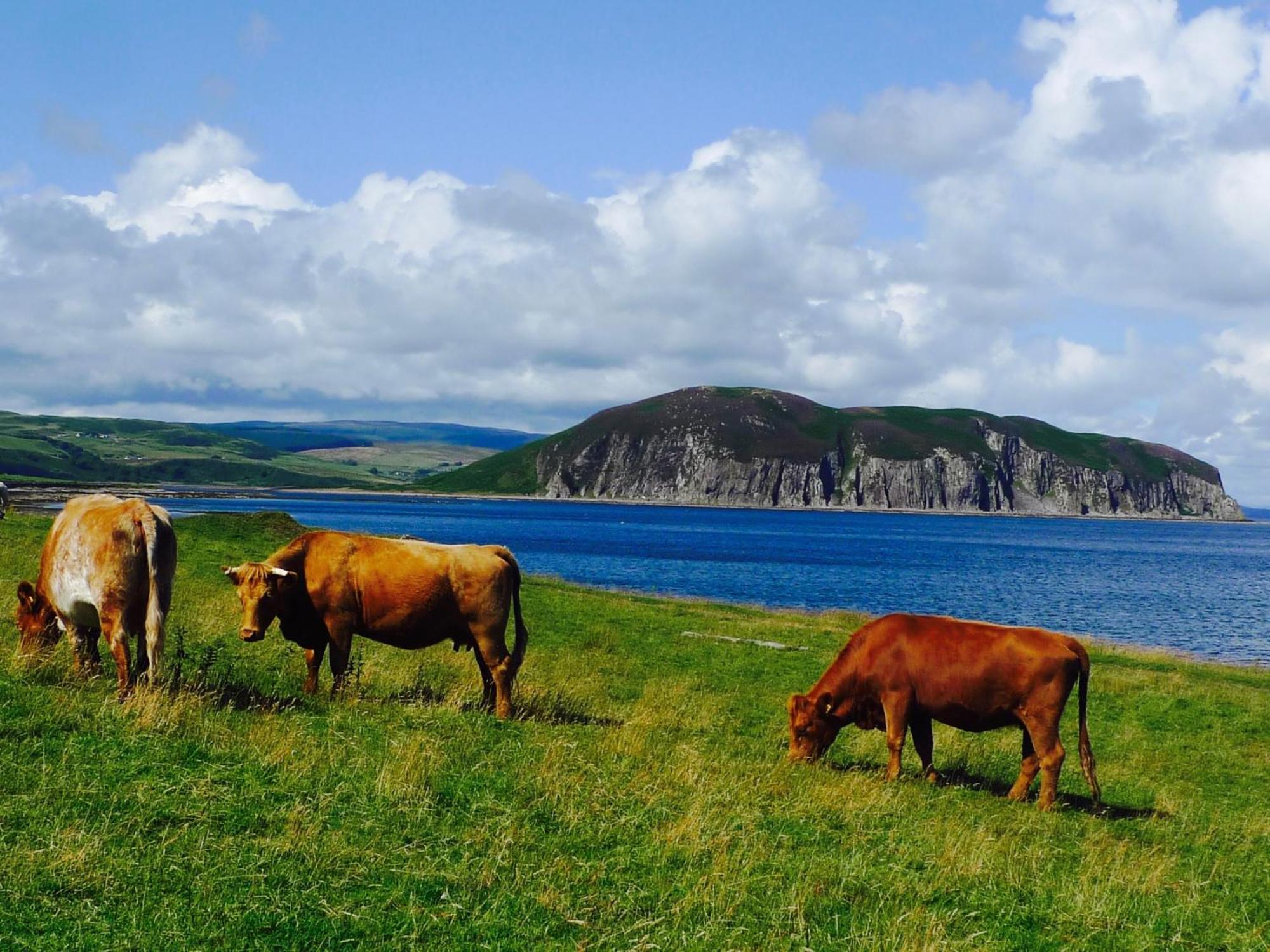 Rural Farmhouse On Kintyre, West Coast Hidden Gem Kildalloig Zewnętrze zdjęcie